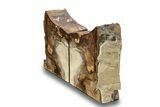 Petrified Wood (Oak) Bookends - Oregon #258317-2